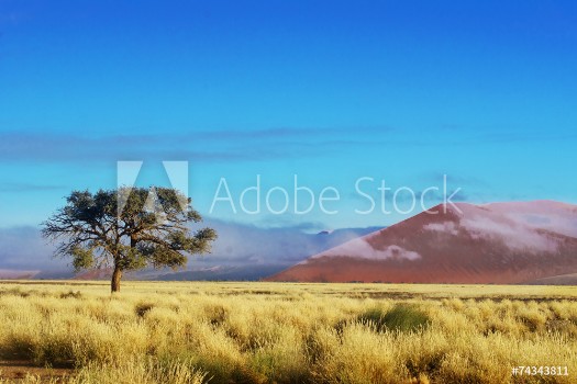 Picture of Dunes of Namib desert Namibia South Africa